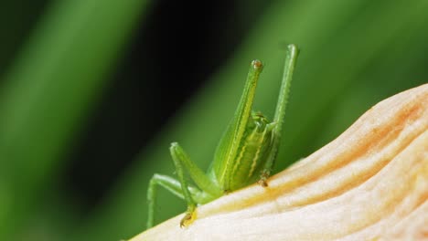 Macro-Of-The-Legs-And-Ovipositor-Of-The-Common-Green-Grasshopper