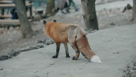 Fox-Looking-Curious-To-Tourists-Walking-At-Zao-Fox-Village-In-Miyagi,-Japan