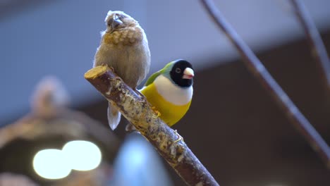 Close-up-Gouldian-finch-and-society-finch-looking-around-on-tree-branch