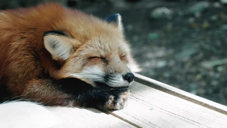 Cute-Fluffy-Fox-Sleeping-Peacefully-At-Zao-Fox-Village-In-Miyagi,-Japan