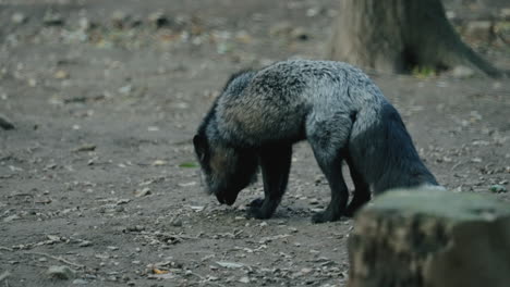 Silver-Fox-Picks-Food-On-The-Ground-And-Eat