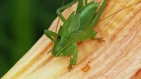 Common-Green-Grasshopper-On-A-Petal.-close-up