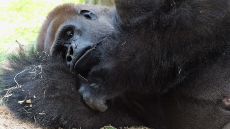 Close-up-of-Western-lowland-gorilla-napping-in-shade-on-hot-sunny-day