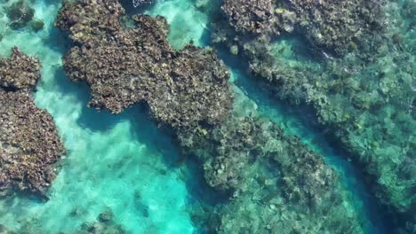 Coral-reef-of-Utila-island,-Honduras