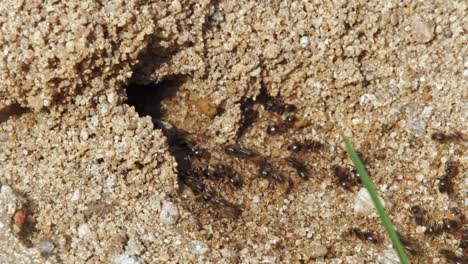 Kolonie-Von-Schwarzen-Gartenameisen,-Die-In-Den-Ameisenhaufen-Ein--Und-Ausgehen