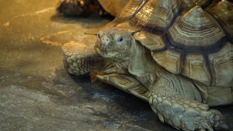 African-Spurred-Tortoise-or-the-sulcata-tortoise-walking-slowly-along-the-ground-close-up-evening-time