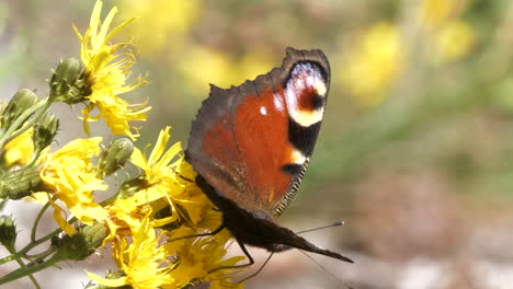 Schöner-Schmetterling-Sitzt-Auf-Blumen-Und-Hebt-Ab,-Nahaufnahme