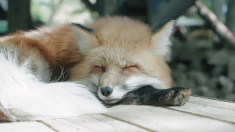Red-Fox-Sleeping-On-Its-Shelter-At-Zao-Fox-Village-In-Miyagi,-Japan