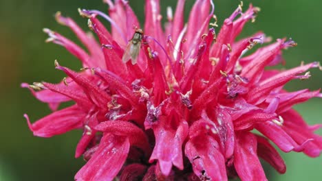 Stubenfliege,-Die-Sich-Von-Einer-Wunderschönen-Scharlachroten-Beebalm-Blume-Ernährt