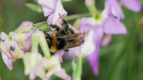 Close-Up-Of-A-Bumblebee-Climbing-The-Lavender-Plant