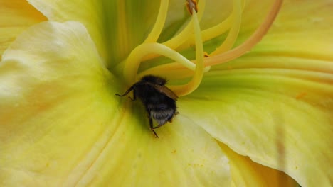 View-Behind-A-Bumblebee-Scratching-Its-Back-While-Collecting-Nectar-Inside-A-Yellow-Lily-Flower