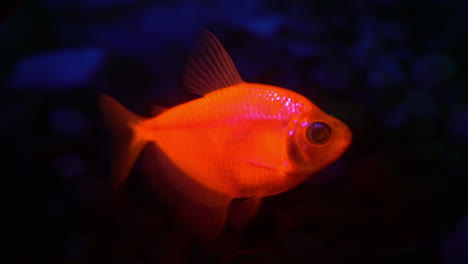 Orange-Fluoreszierender-Fisch-Leuchtet-Unter-Wasser
