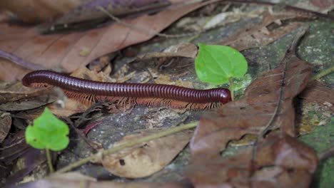 Asian-Giant-Millipede-or-Asian-Red-Millipede-crawling-on-dry-leaves-ground-at-the-tropical-rainforest-jungle