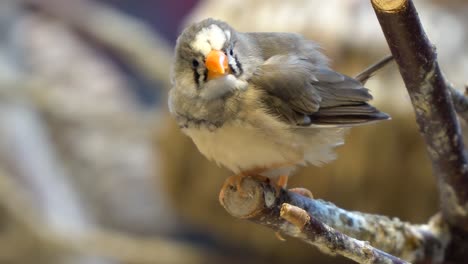 One-grey-and-white-finch-on-a-free-branch