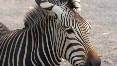 Ausdrucksstarkes-Gesicht-Eines-Afrikanischen-Zebras,-Das-Im-Licht-Des-Späten-Nachmittags-Gähnt