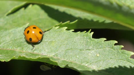 Ladybug-or-ladybird-beetle-walks-along-a-green-leaf-and-flies-away