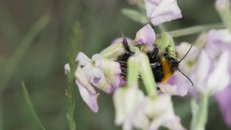 Macro-Shot-of-Honeybee-Gathering-Nectar---macro-shot