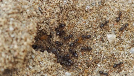 Nahaufnahme-Einer-Kolonie-Schwarzer-Gartenameisen,-Die-Auf-Dem-Boden-Kriechen-Und-Nahrung-In-Den-Ameisenhaufen-Bringen