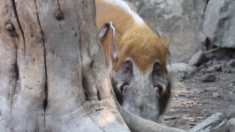 Red-River-Hog,-Oder-Afrikanisches-Buschschwein,-Hat-Ohrbüschel-Und-Eine-Weiße-Mähne