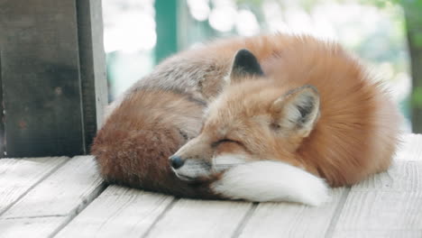 View-Of-A-Resting-And-Sleeping-Fox-At-The-Zao-Fox-Village,-Miyagi,-Japan---close-up
