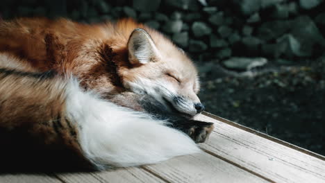 Red-Fox-Sleeps-Peacefully-On-A-Wooden-Plank-Under-The-Sun-At-Zao-Fox-Village,-Shiroishi,-Miyagi,-Japan