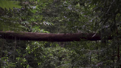 Fallen-trunk-become-a-log-bridge-over-dense-foliage-tree-in-tropical-rainforest