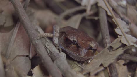 Spotted-Litter-Frog-camouflage-hiding-among-dried-leaves-and-branch-and-opening-eyes-looking-camera-in-jungle
