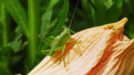 Small-Green-Grasshopper-In-Flower---macro-shot