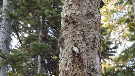 Close-up-slow-motion-shot-of-a-cute-bushy-squirrel-standing-on-the-side-of-a-large-pine-tree-interested-in-something-below-and-waving-it's-tail-from-a-beautiful-campground-in-Utah-on-a-summer-morning