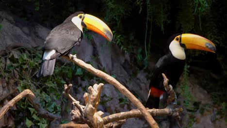 Toco-Toucan-birds-with-big-Yellow-beaks-in-the-cave-under-the-moonlight-in-Amazon-Rain-Forest
