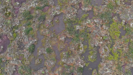 Top-View-Of-Stagnant-Water-Surface-Covered-With-Mossy-Algae