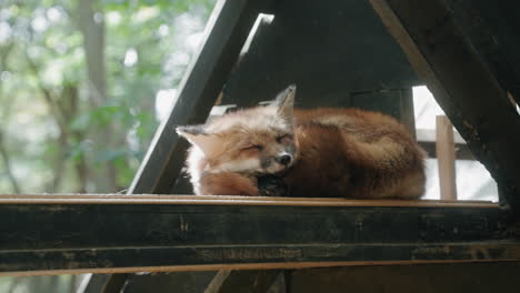 Slow-mo-shot-of-calm-fox-sleeping-in-the-shade-under-the-roof-during-daytime-in-Zao-Fox-Village-in-Japan