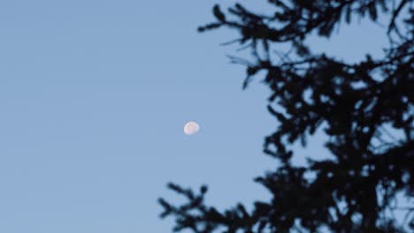 Beautiful-shot-of-the-moon-with-some-pine-tree-branches-in-the-foreground-on-a-clear-blue-summer-morning-while-camping-in-the-Utah-mountains