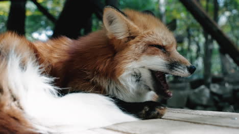 Sleepy-Fox-Having-A-Yawn-Then-Sleeps-Peacefully---close-up