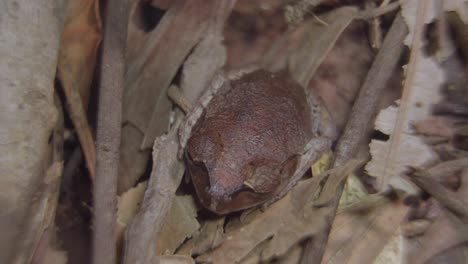 Spotted-Litter-Frog-camouflage-hiding-among-dried-leaves-and-branch-in-jungle