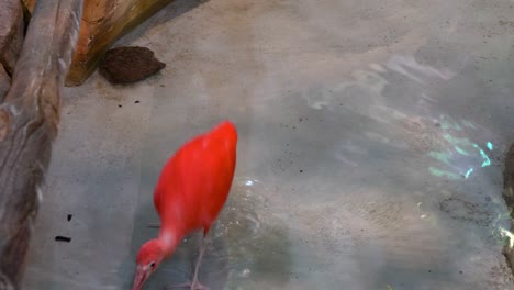 Scarlet-Ibis-Feeding-On-Shallow-Water-Of-Pond-In-The-Zoo