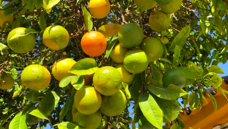 Orange-tree-with-unripe-yellow-and-green-oranges-in-Marbella-old-town-Spain,-sunny-day-and-blue-sky,-4K-tilting-up