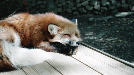 A-Fox-Sleeping-Peacefully-At-Miyagi-Zao-Fox-Village,-Japan---close-up