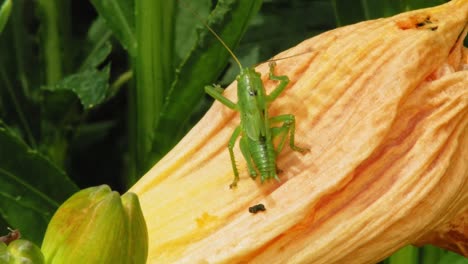 Spotted-Green-Grasshopper-In-A-Flower---macro-shot