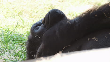 Western-lowland-gorilla-face-as-it-relaxes-in-shade-on-hot-sunny-day