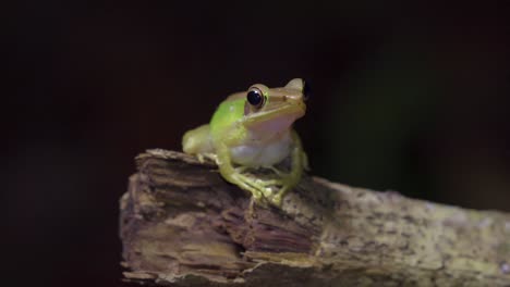 Malayan-White-lipped-Tree-Frog-sitting-on-tree-branch-in-jungle