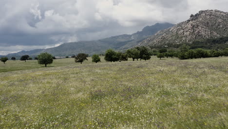 Epic-cinematic-low-level-flight-over-pastures-of-wildflowers-in-the-foothills-of-Sierra-De-Guadarrama-near-Manzanares-el-Real-Spain
