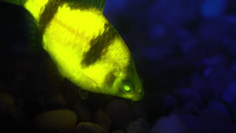 Nahaufnahme-Von-Fluoreszierenden-Tigerbarbenfischen