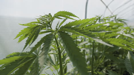 Organic-EU-Hemp,-Marijuana-plants-handheld-close-up-in-greenhouse-slow-motion