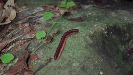 Milpiés-Gigante-Asiático-O-Milpiés-Rojo-Asiático-Arrastrándose-Sobre-Las-Hojas-Secas-Y-La-Roca-Cubierta-De-Musgo-En-La-Selva-Tropical