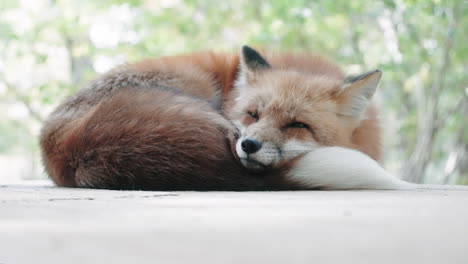 Furry-Red-Fox-Lying-Down-And-Resting-At-The-Miyagi-Zao-Fox-Village,-Japan---close-up