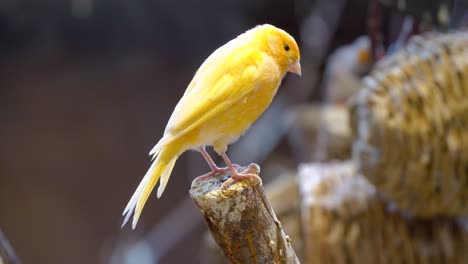 The-Saffron-Finch-,-the-Yellow-Bird-is-on-cut-branch-tree-backlight