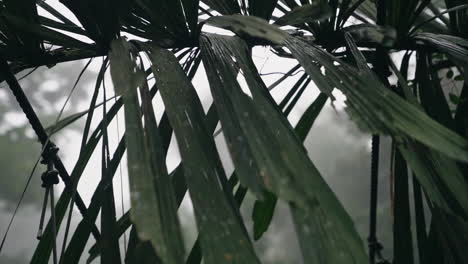 Slow-motion-shot-of-dark-green-overhanging-plant-in-cloud-forest-close-up