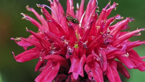 Insect-Bug-On-Beautiful-Beebalm-Flower.-close-up