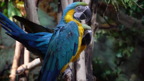 The-Blue-and-yellow-Macaw,-Ara-ararauna-also-known-as-the-blue-and-gold-macaw,-is-a-large-South-American-parrot-with-mostly-blue-top-parts-and-light-orange-underparts